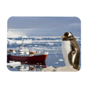 Gentoo pingvin magnet