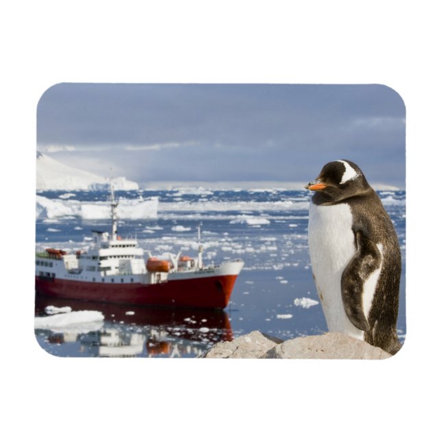 Gentoo pingvin magnet (Horisontell)