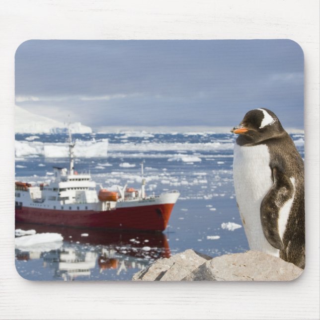 Gentoo pingvin musmatta (Framsidan)