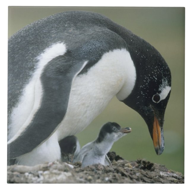 Gentoo pingvin, (Pygoscelis papua), Falkland Kakelplatta (Framsidan)