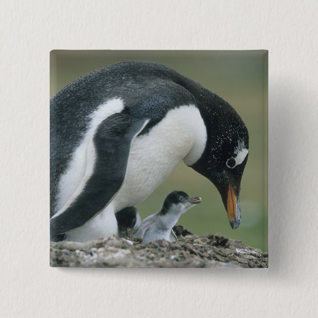Gentoo pingvin, (Pygoscelis papua), Falkland Knapp (Framsida)