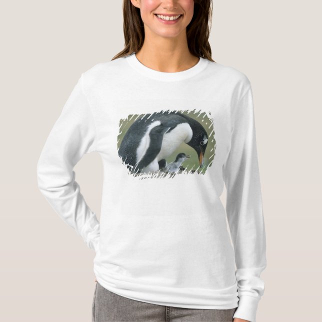 Gentoo Pingvin, (Pygoscelis papua), Falkland T-shirt (Framsida)