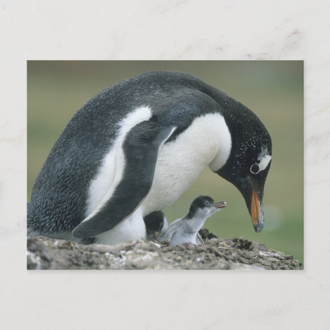 Gentoo pingvin, (Pygoscelis papua), Falkland Vykort (Framsida)