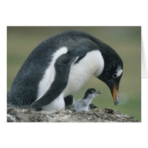 Gentoo pingvin, (Pygoscelis papua), Falklandsöarna Hälsningskort