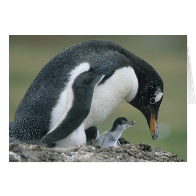 Gentoo pingvin, (Pygoscelis papua), Falklandsöarna Hälsningskort (Framsidan Horizontal)