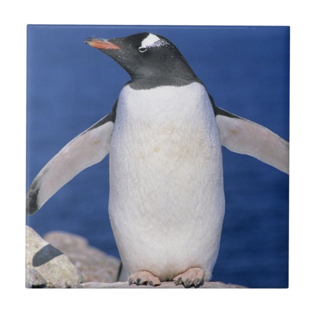 Gentoo Pingvin Pygoscelis papua) Hamn Kakelplatta (Framsidan)