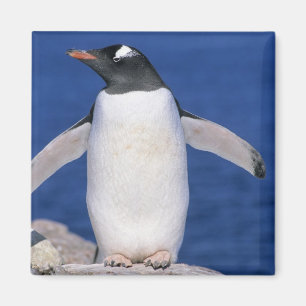 Gentoo Pingvin Pygoscelis papua) hamn Magnet