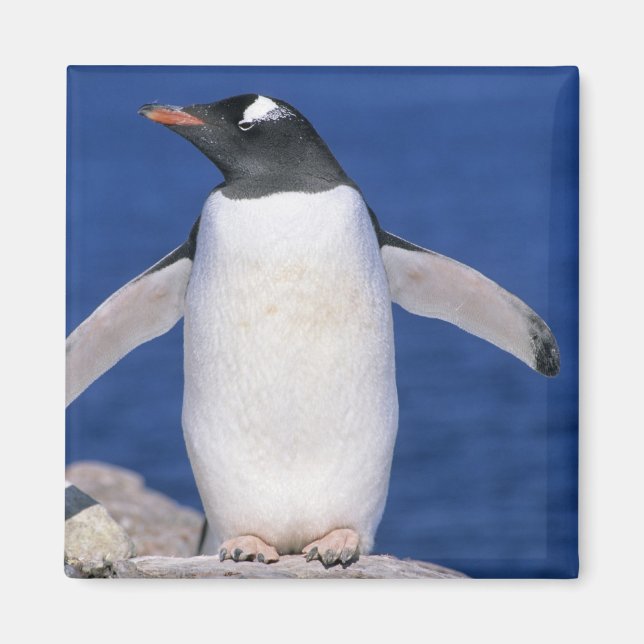 Gentoo Pingvin Pygoscelis papua) hamn Magnet (Framsidan)