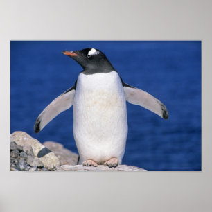 Gentoo Pingvin Pygoscelis papua) hamn Poster