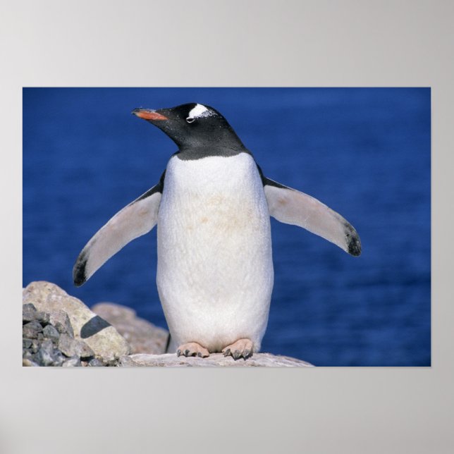 Gentoo Pingvin Pygoscelis papua) hamn Poster (Framsidan)