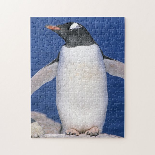 Gentoo Pingvin Pygoscelis papua) Hamn Pussel (Vertikal)