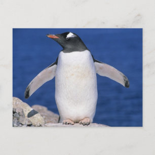 Gentoo Pingvin Pygoscelis papua) hamn Vykort