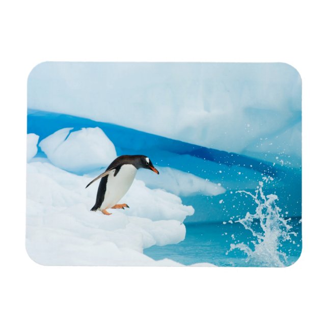 gentoo pingvin, Pygoscelis Papua, hoppar av Magnet (Horisontell)