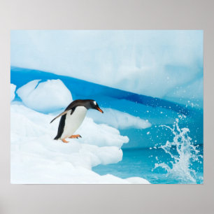 gentoo pingvin, Pygoscelis Papua, hoppar av Poster