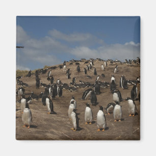 Gentoo pingvin (Pygoscelis papua) koloni på väst Magnet