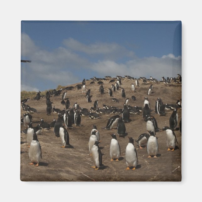 Gentoo pingvin (Pygoscelis papua) koloni på väst Magnet (Framsidan)