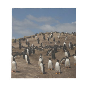 Gentoo pingvin (Pygoscelis papua) koloni på västra Anteckningsblock