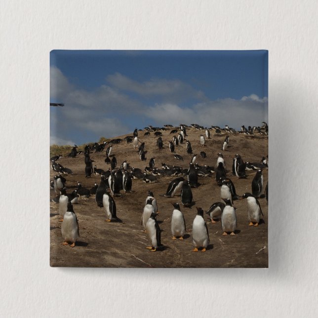 Gentoo pingvin (Pygoscelis papua) koloni på västra Knapp (Framsida)