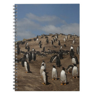 Gentoo pingvin (Pygoscelis papua) koloni på West Anteckningsbok