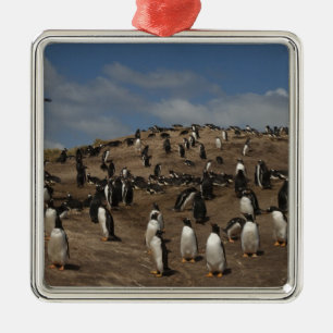 Gentoo pingvin (Pygoscelis papua) koloni på West Julgransprydnad Metall