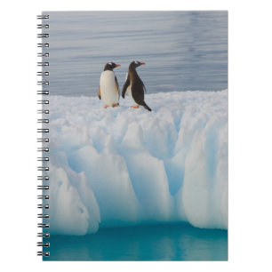 gentoo pingvin, Pygoscelis Papua, på glacial is Anteckningsbok