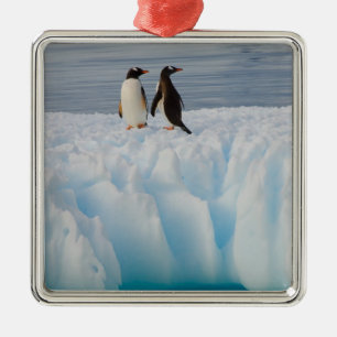 gentoo pingvin, Pygoscelis Papua, på glacial is Julgransprydnad Metall