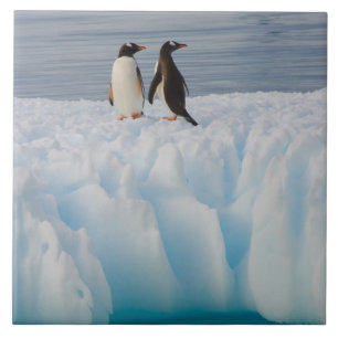 gentoo pingvin, Pygoscelis Papua, på glacial is Kakelplatta