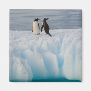 gentoo pingvin, Pygoscelis Papua, på glacial is Magnet