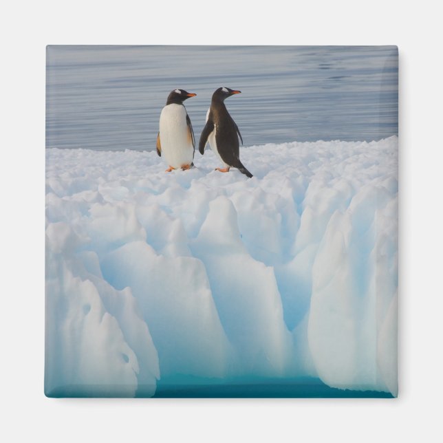 gentoo pingvin, Pygoscelis Papua, på glacial is Magnet (Framsidan)
