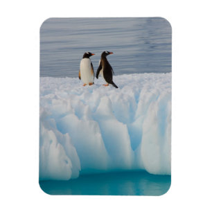 gentoo pingvin, Pygoscelis Papua, på glacial is Magnet