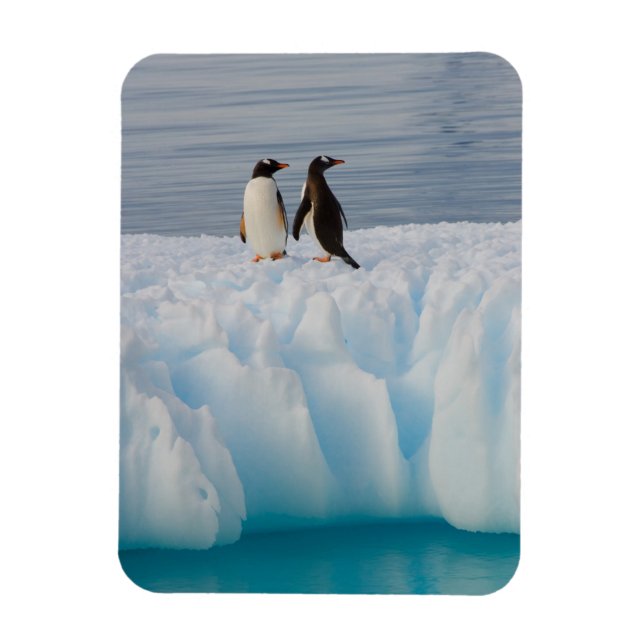 gentoo pingvin, Pygoscelis Papua, på glacial is Magnet (Vertikal)