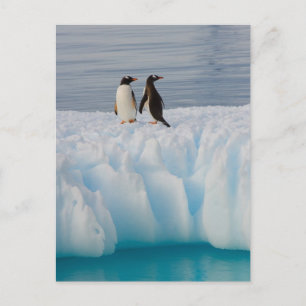 gentoo pingvin, Pygoscelis Papua, på glacial is Vykort