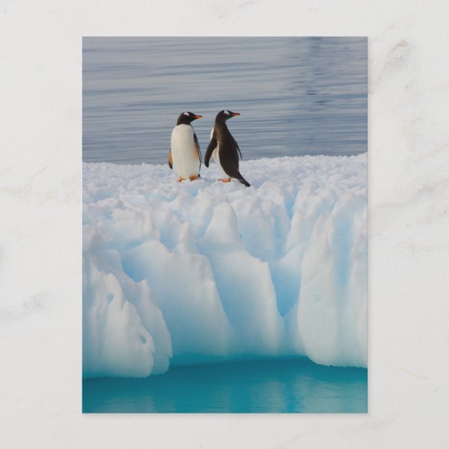 gentoo pingvin, Pygoscelis Papua, på glacial is Vykort (Framsida)