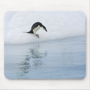 Gentoo pingvin (pygoscelisen papua) musmatta