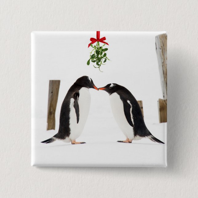 Gentoo pingvin som kysser - knäppas knapp (Framsida)