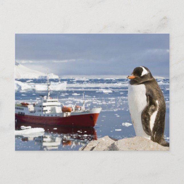 Gentoo pingvin vykort (Framsida)