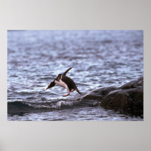 Gentoo pingvinbanhoppning in i vatten poster