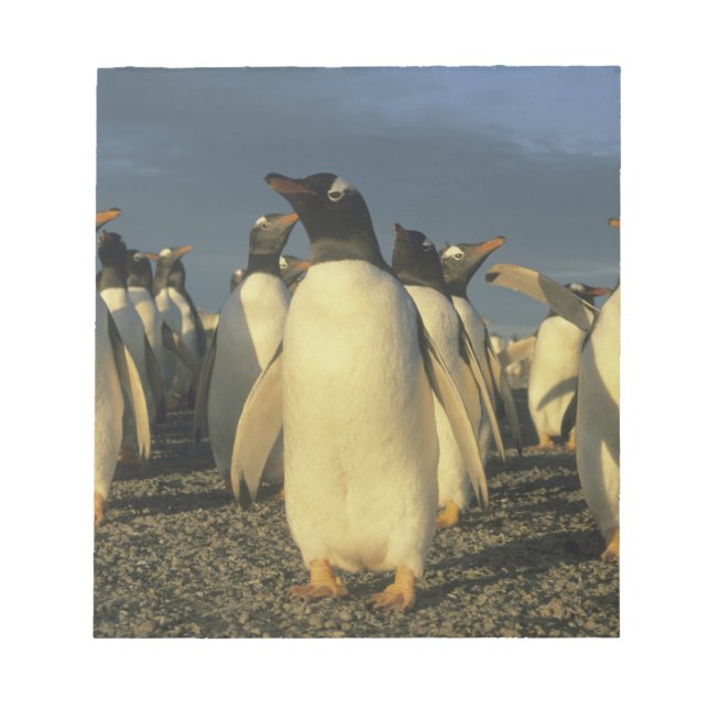 Gentoo pingviner, (Pygoscelis papua), Falkland Anteckningsblock (Framsida)