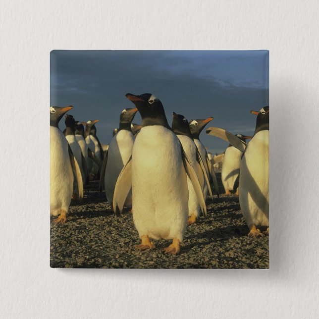 Gentoo pingviner, (Pygoscelis papua), Falkland Knapp (Framsida)