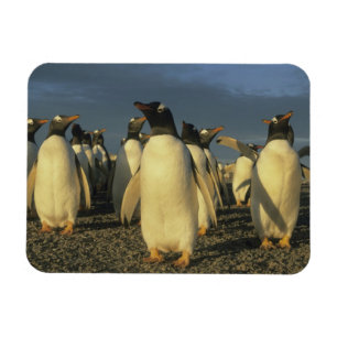 Gentoo pingviner, (Pygoscelis papua), Falkland Magnet