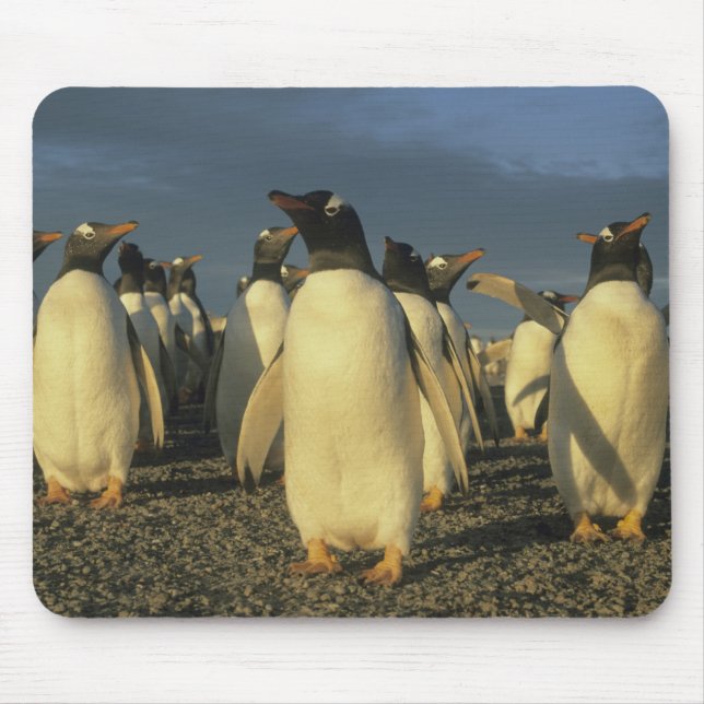 Gentoo pingviner, (Pygoscelis papua), Falkland Musmatta (Framsidan)