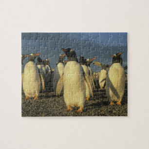 Gentoo pingviner, (Pygoscelis papua), Falkland Pussel