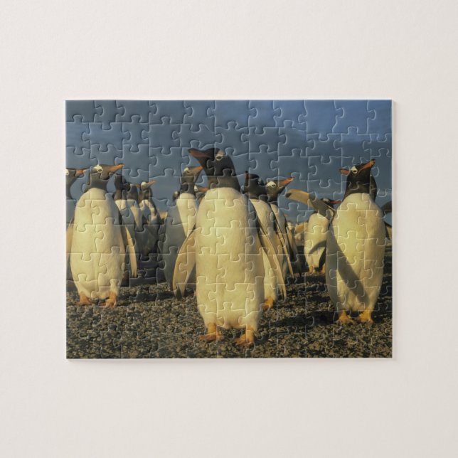 Gentoo pingviner, (Pygoscelis papua), Falkland Pussel (Horisontell)