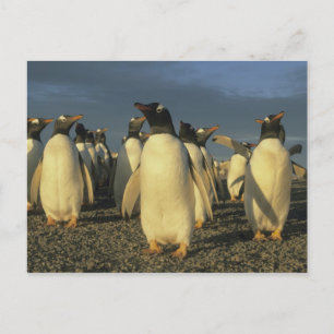 Gentoo pingviner, (Pygoscelis papua), Falkland Vykort