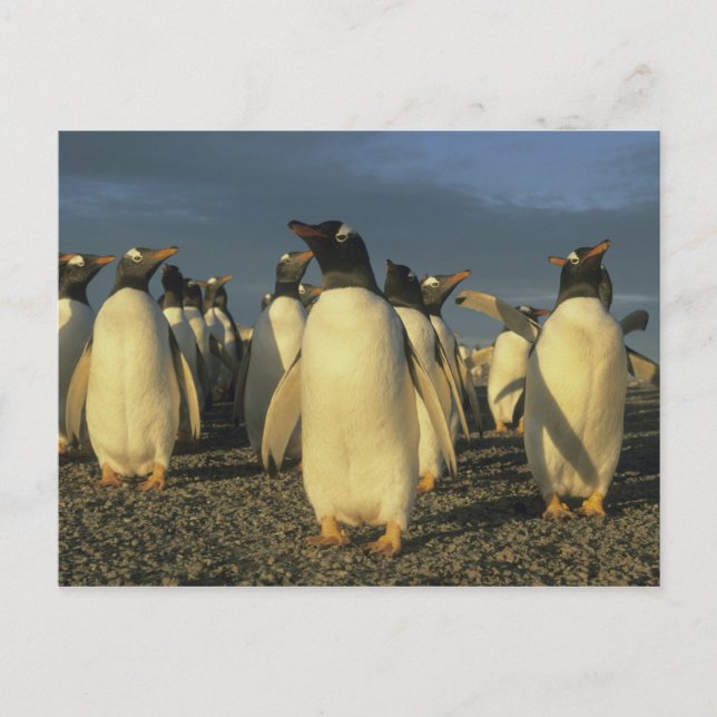 Gentoo pingviner, (Pygoscelis papua), Falkland Vykort (Framsida)