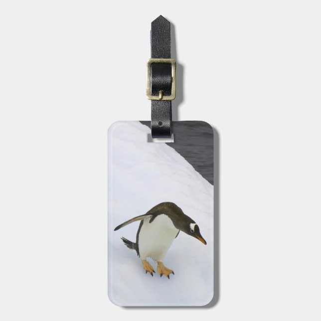 Gentoo pingvinPygoscelis papua) som står Bagagebricka (Vertikal Framsida)