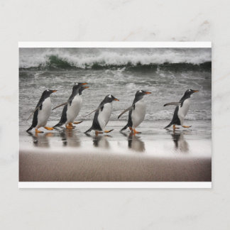 Gentoos på stranden vykort