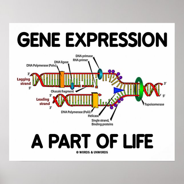 Genuttryck en del av livet (DNA-replikering) Poster (Framsidan)