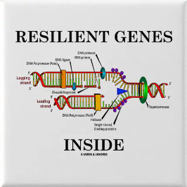 Genuttryck per del av liv (DNA-replicationen) Knapp