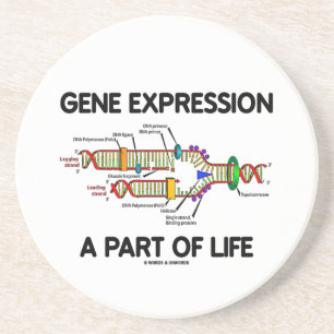 Genuttryck per del av liv (DNA-replicationen) Underlägg